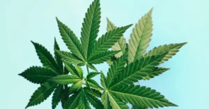 The Cannabis Confusion in New Jersey: Navigating Delta-8, THC-O, and Synthetic THC Laws